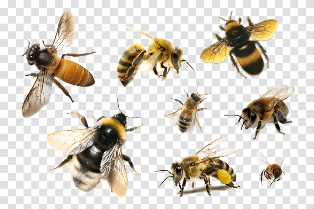 Bees, Apidae, Insect, Invertebrate, Animal Transparent Png