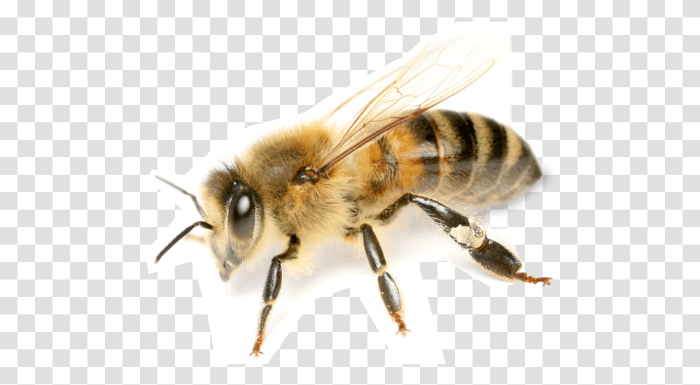 Bees Background Honey Bee Background, Insect, Invertebrate, Animal, Apidae Transparent Png