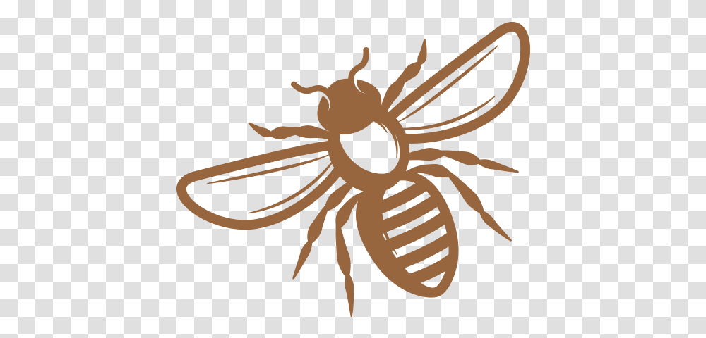 Bees Brilliance Natural Skincare Made In New Zealand Parasitism, Insect, Invertebrate, Animal, Wasp Transparent Png