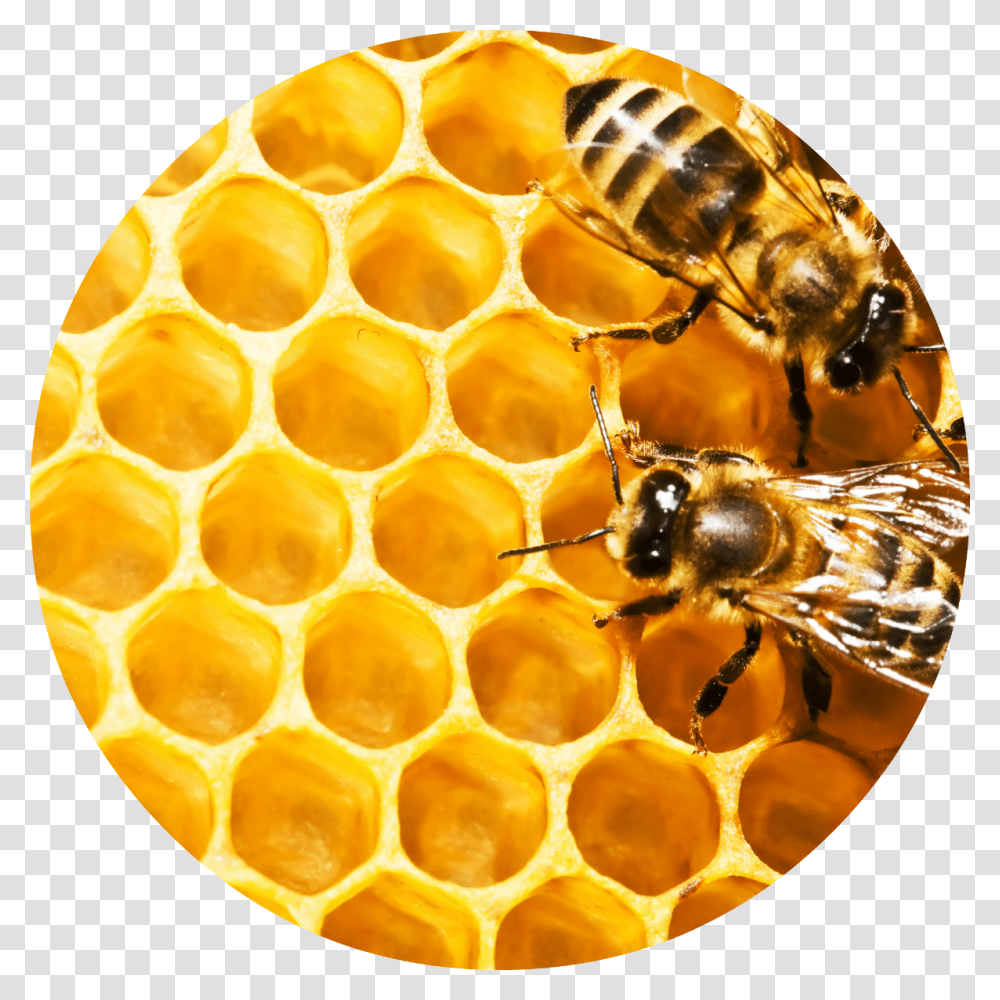 Bees On Honeycomb Hd, Honey Bee, Insect, Invertebrate, Animal Transparent Png