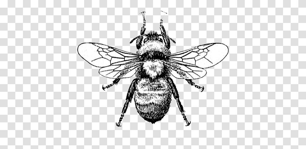 Bees Yellow Clipart Bee Drawing Background, Apidae, Insect, Invertebrate, Animal Transparent Png