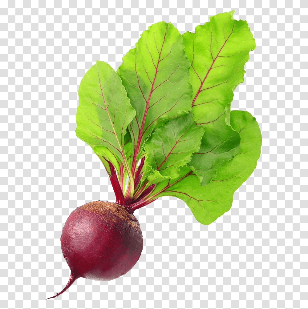 Beet 4 Image Beetroot, Plant, Vegetable, Food, Turnip Transparent Png