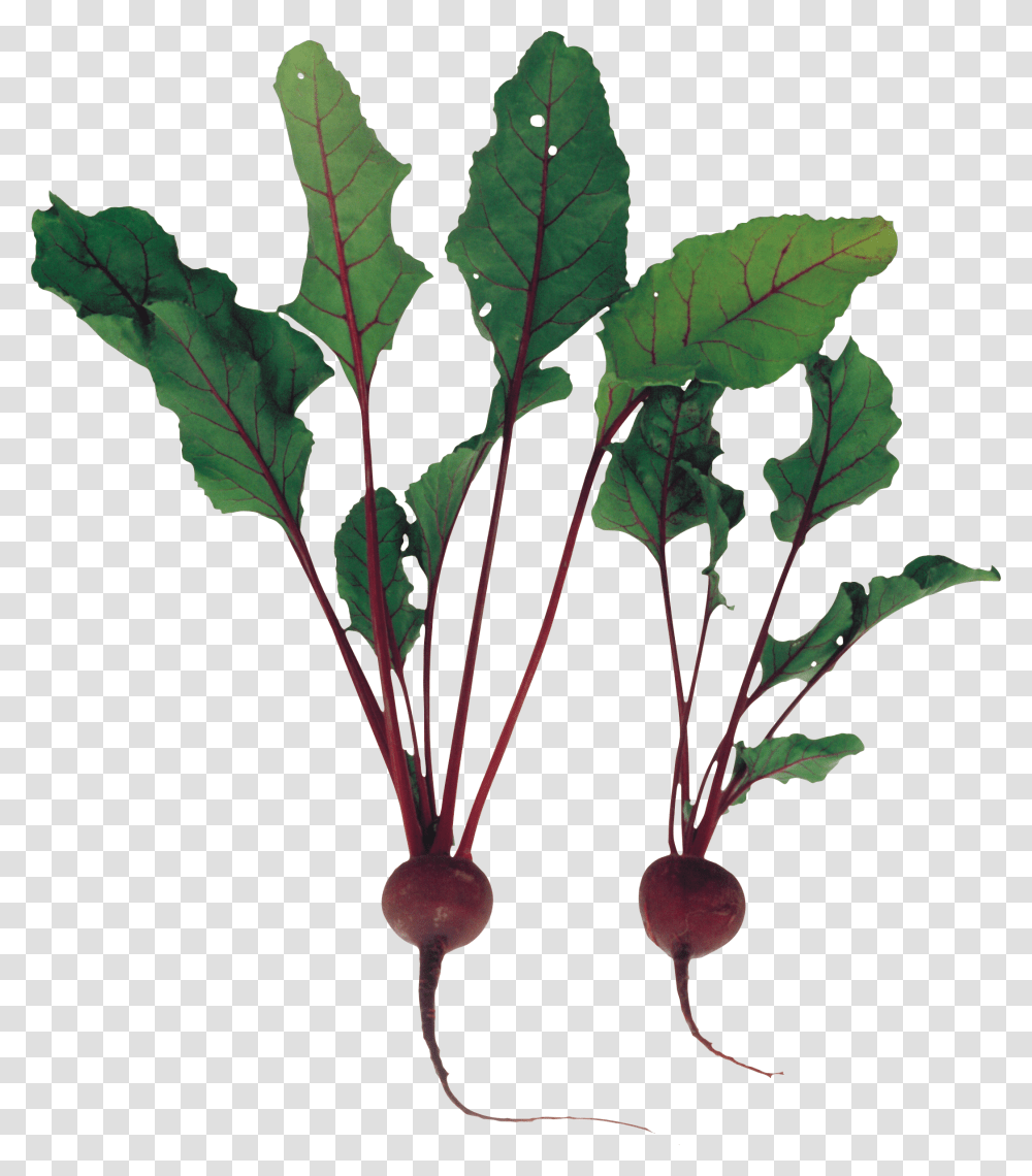 Beet Beetroot, Plant, Produce, Food, Vegetable Transparent Png