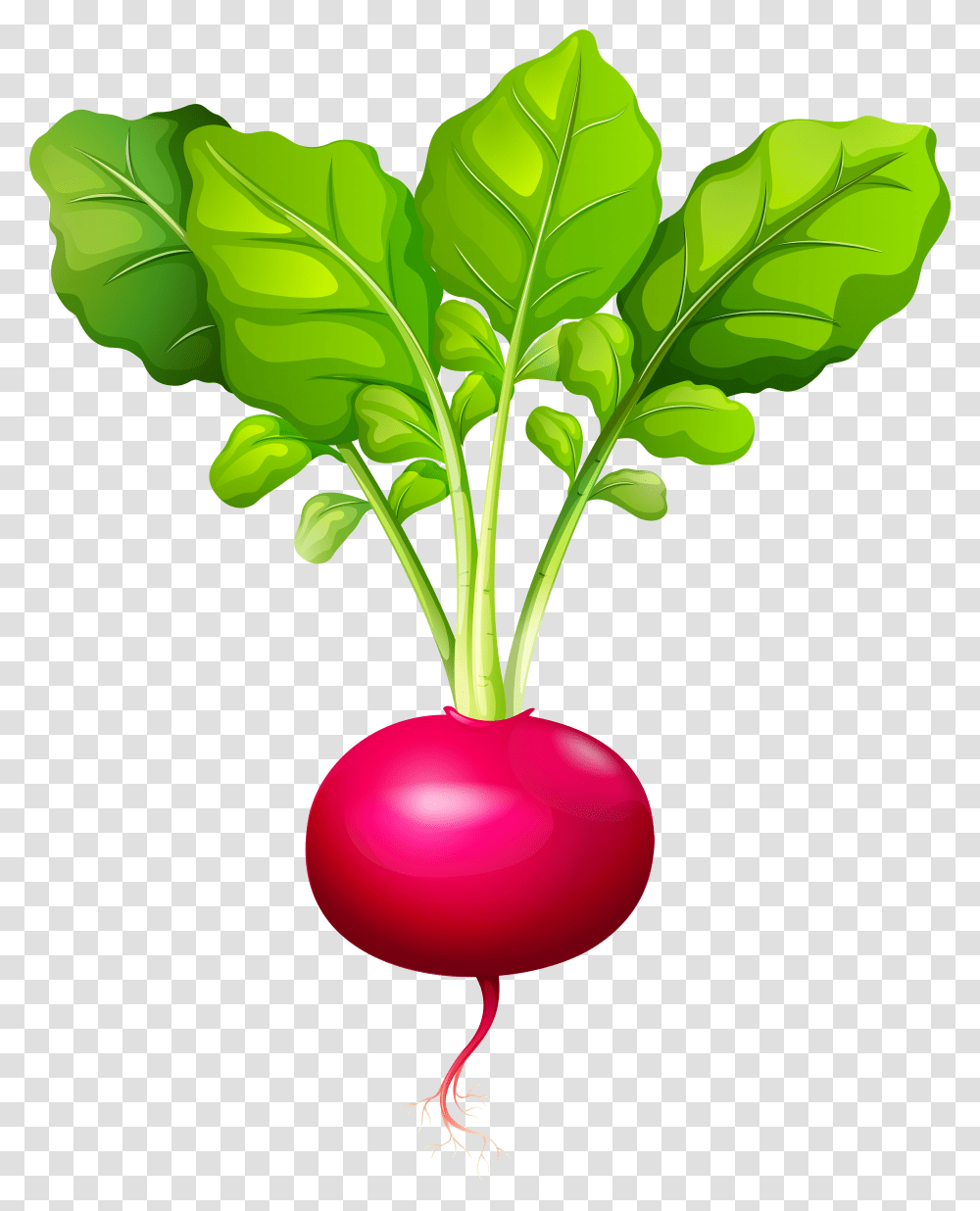 Beet Greens Transparent Png