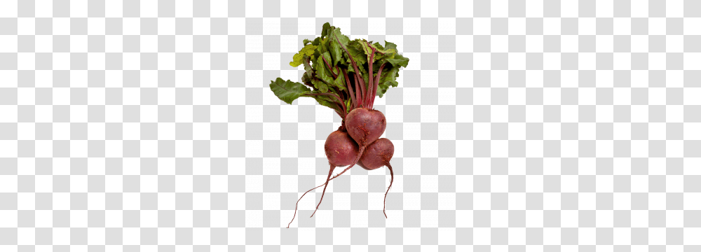 Beet Icon Web Icons, Plant, Turnip, Produce, Vegetable Transparent Png