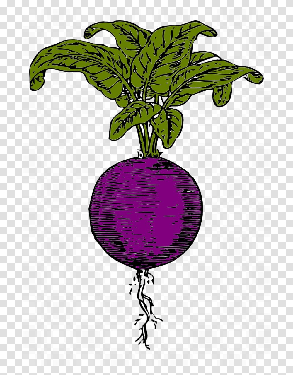 Beet Image Arts, Plant, Turnip, Produce, Vegetable Transparent Png
