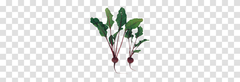 Beet Image, Plant, Vegetable, Food, Produce Transparent Png