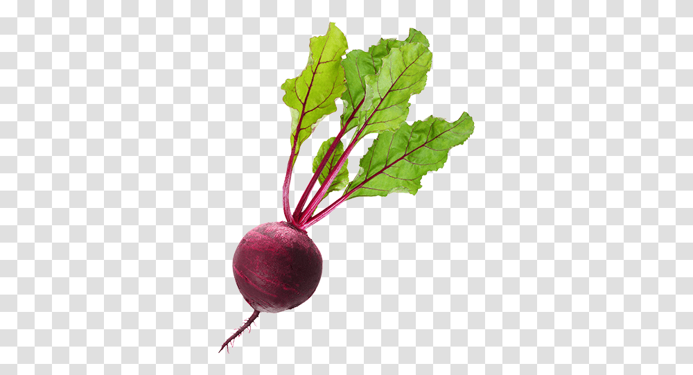 Beet Images Are Free To Download Beet, Plant, Produce, Food, Vegetable Transparent Png