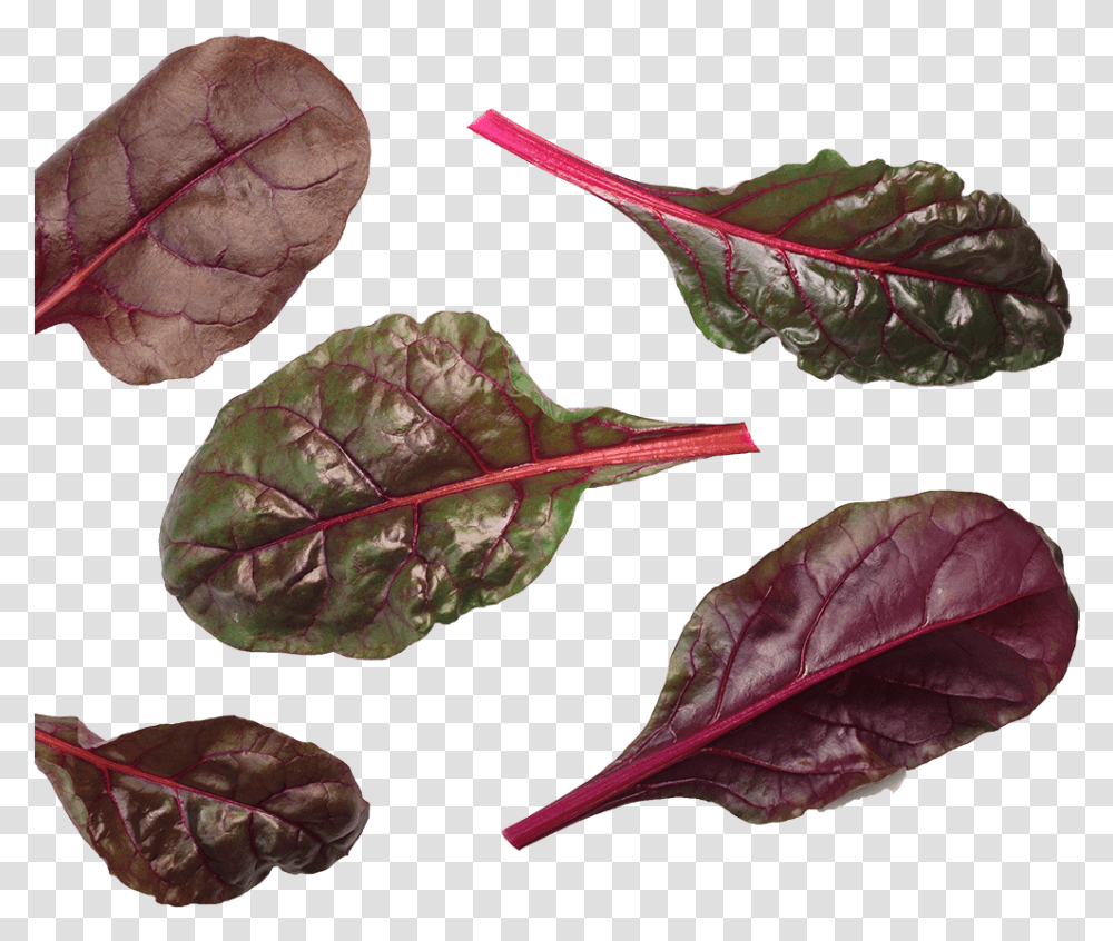 Beet Leaf Bulls Blood Blood Red Chard, Plant, Veins, Food, Vegetable Transparent Png