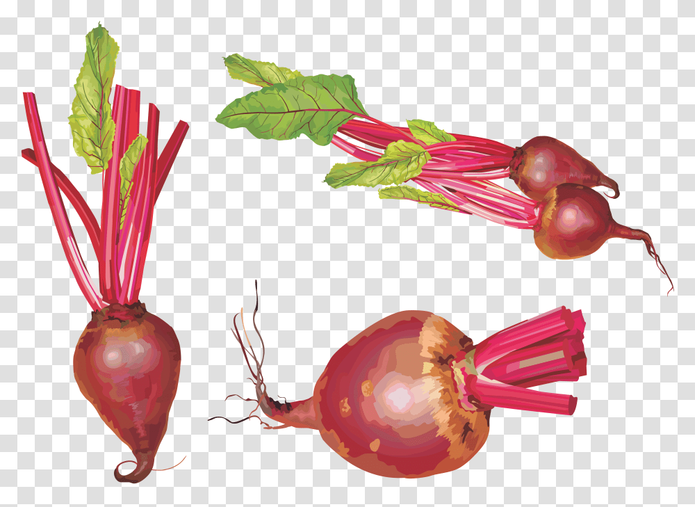 Beet, Vegetable, Plant, Food, Produce Transparent Png