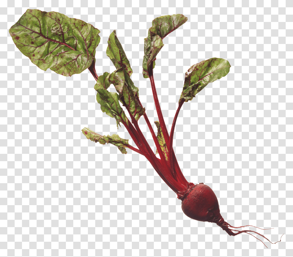 Beet, Vegetable, Plant, Food, Produce Transparent Png