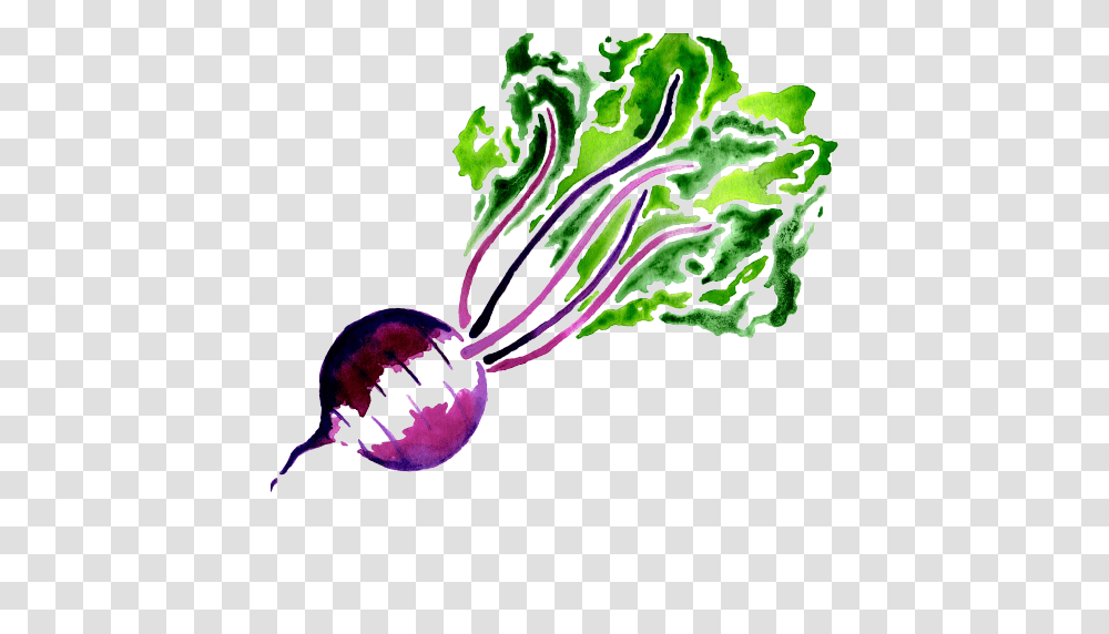 Beet, Vegetable, Plant, Food, Purple Transparent Png