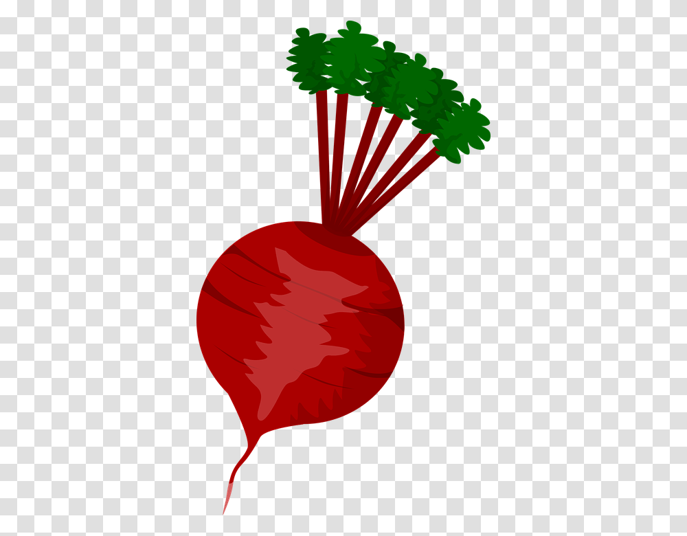 Beet, Vegetable, Plant, Food, Radish Transparent Png