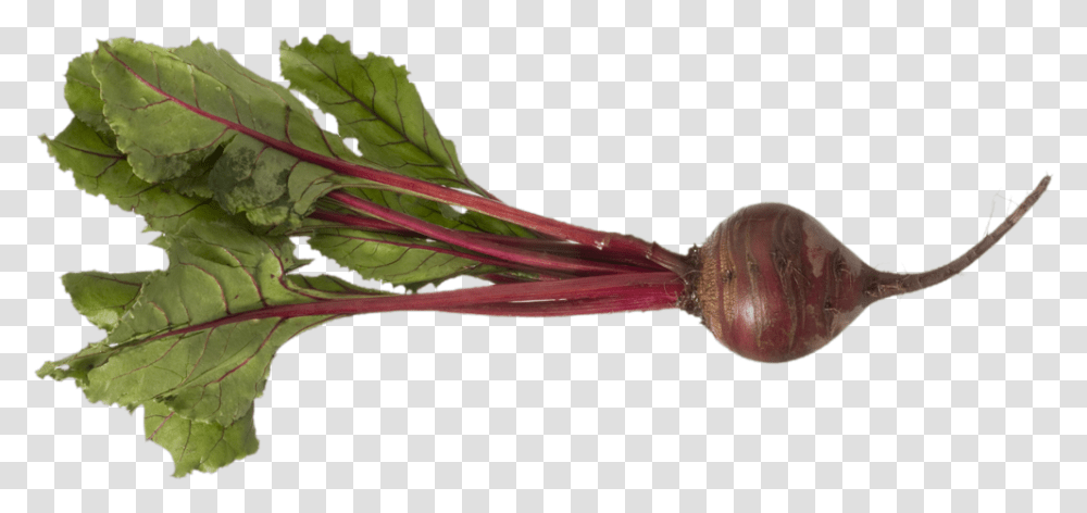 Beet, Vegetable, Plant, Produce, Food Transparent Png