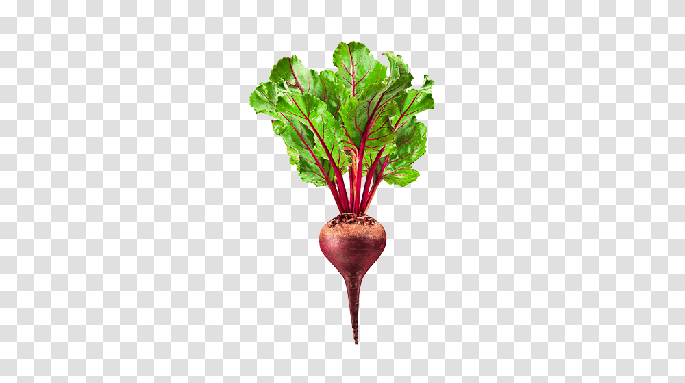 Beet, Vegetable, Plant, Produce, Food Transparent Png