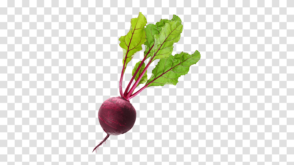 Beet, Vegetable, Plant, Produce, Food Transparent Png