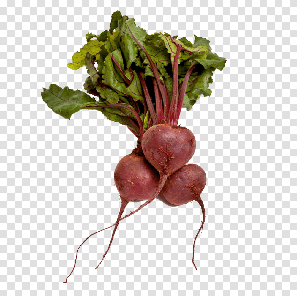 Beet, Vegetable, Plant, Turnip, Produce Transparent Png