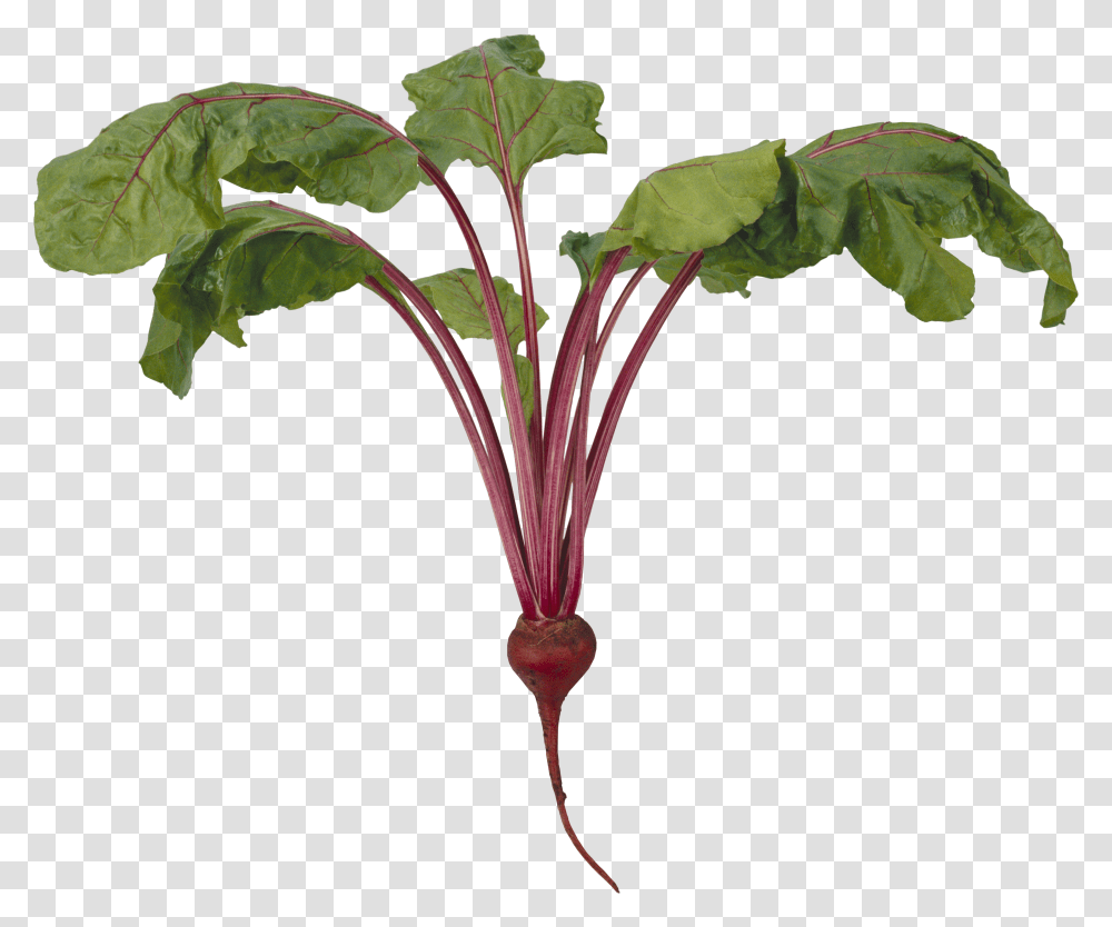 Beet, Vegetable Transparent Png