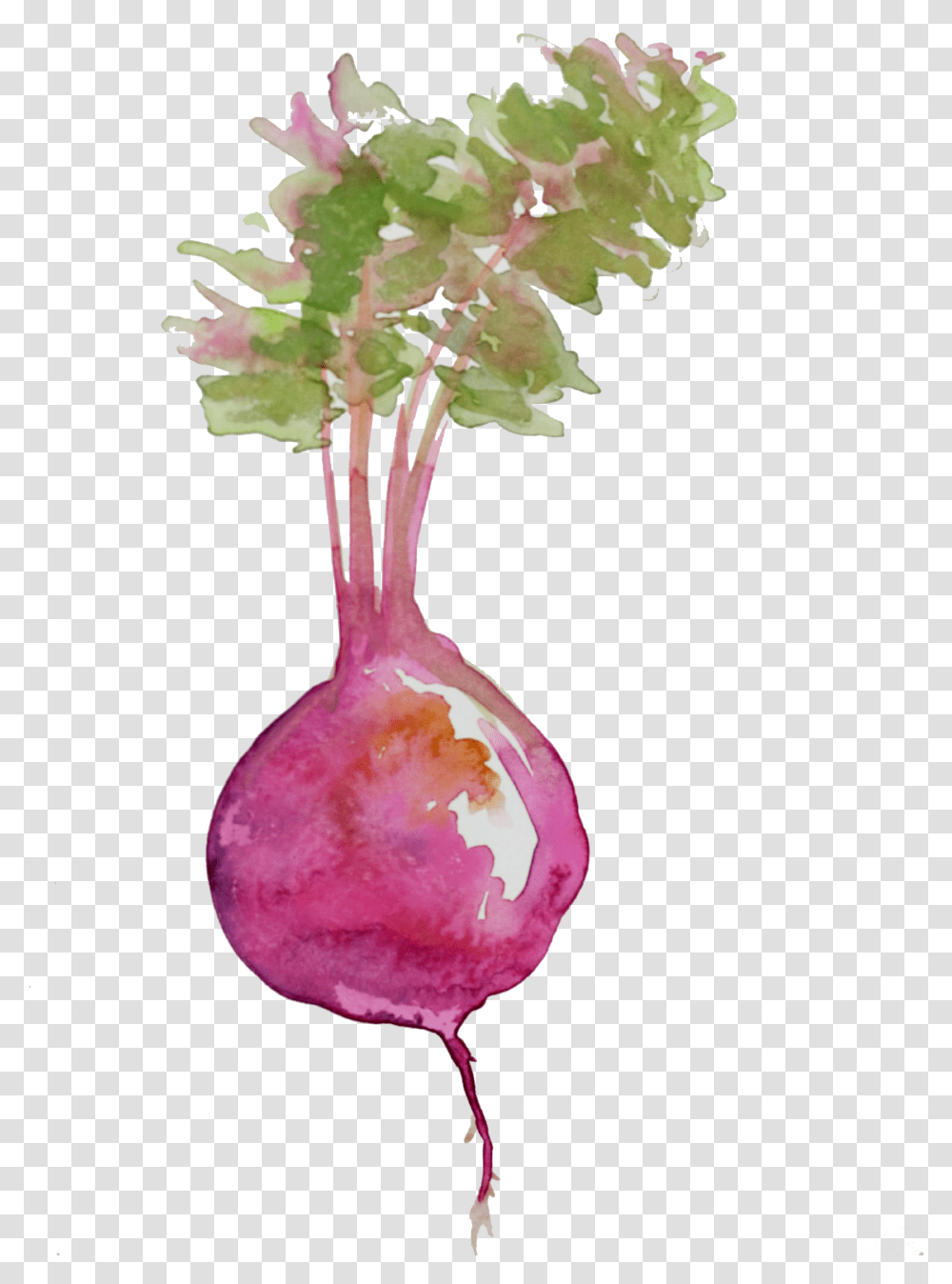 Beet Watercolor, Plant, Produce, Food, Turnip Transparent Png