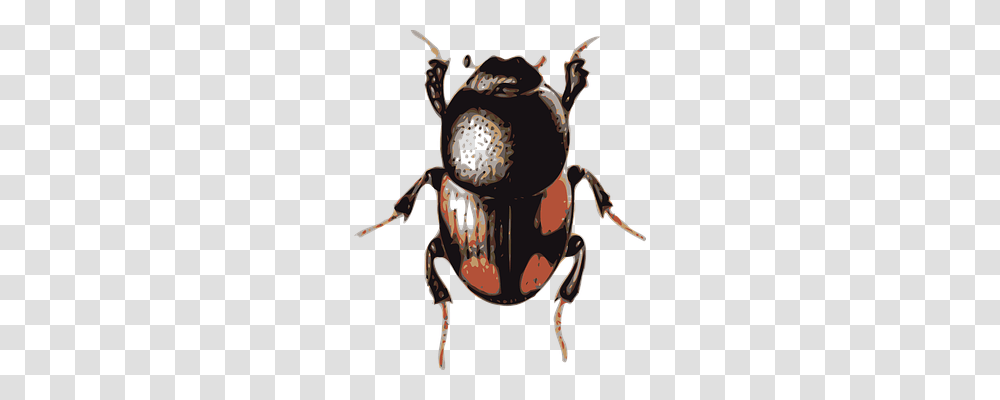 Beetle Animals, Insect, Invertebrate, Dung Beetle Transparent Png