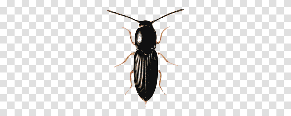 Beetle Animals, Invertebrate, Insect, Dung Beetle Transparent Png