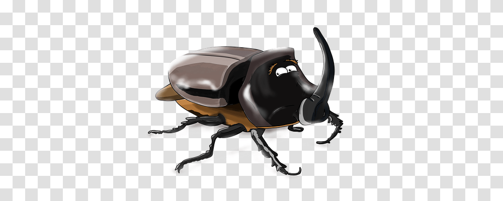 Beetle Animals, Dung Beetle, Insect, Invertebrate Transparent Png