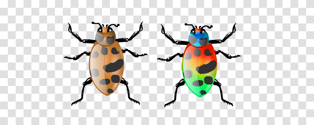 Beetle Technology, Animal, Insect, Invertebrate Transparent Png