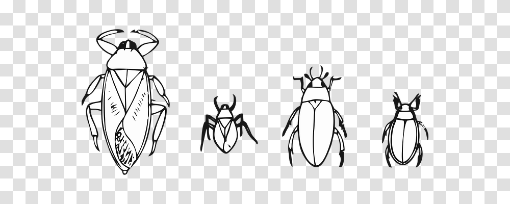 Beetle Animals, Insect, Invertebrate, Grenade Transparent Png