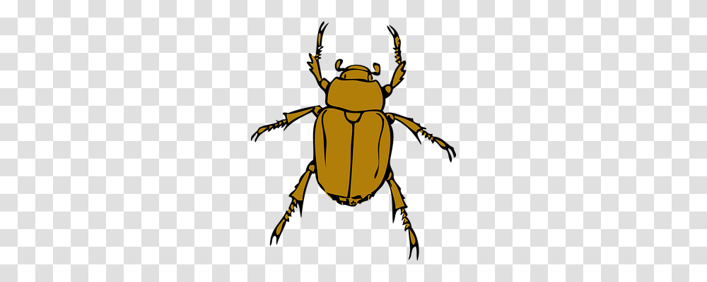 Beetle Technology, Insect, Invertebrate, Animal Transparent Png