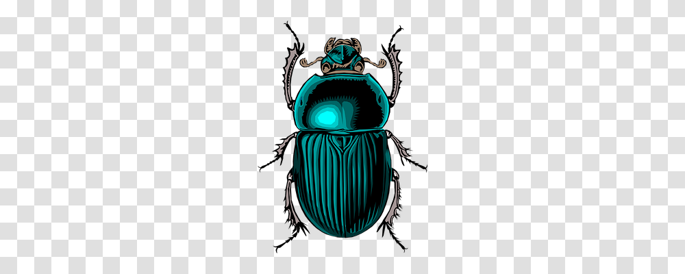 Beetle Animals, Dung Beetle, Insect, Invertebrate Transparent Png