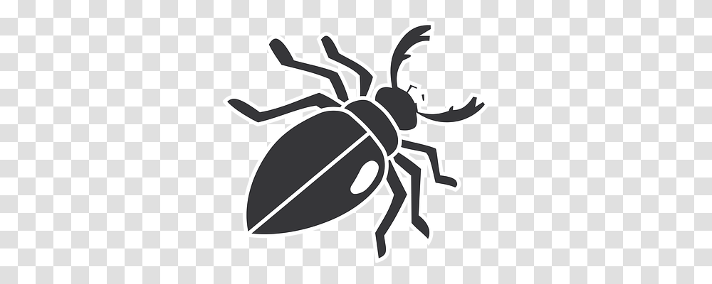 Beetle Animals, Invertebrate, Insect, Spider Transparent Png