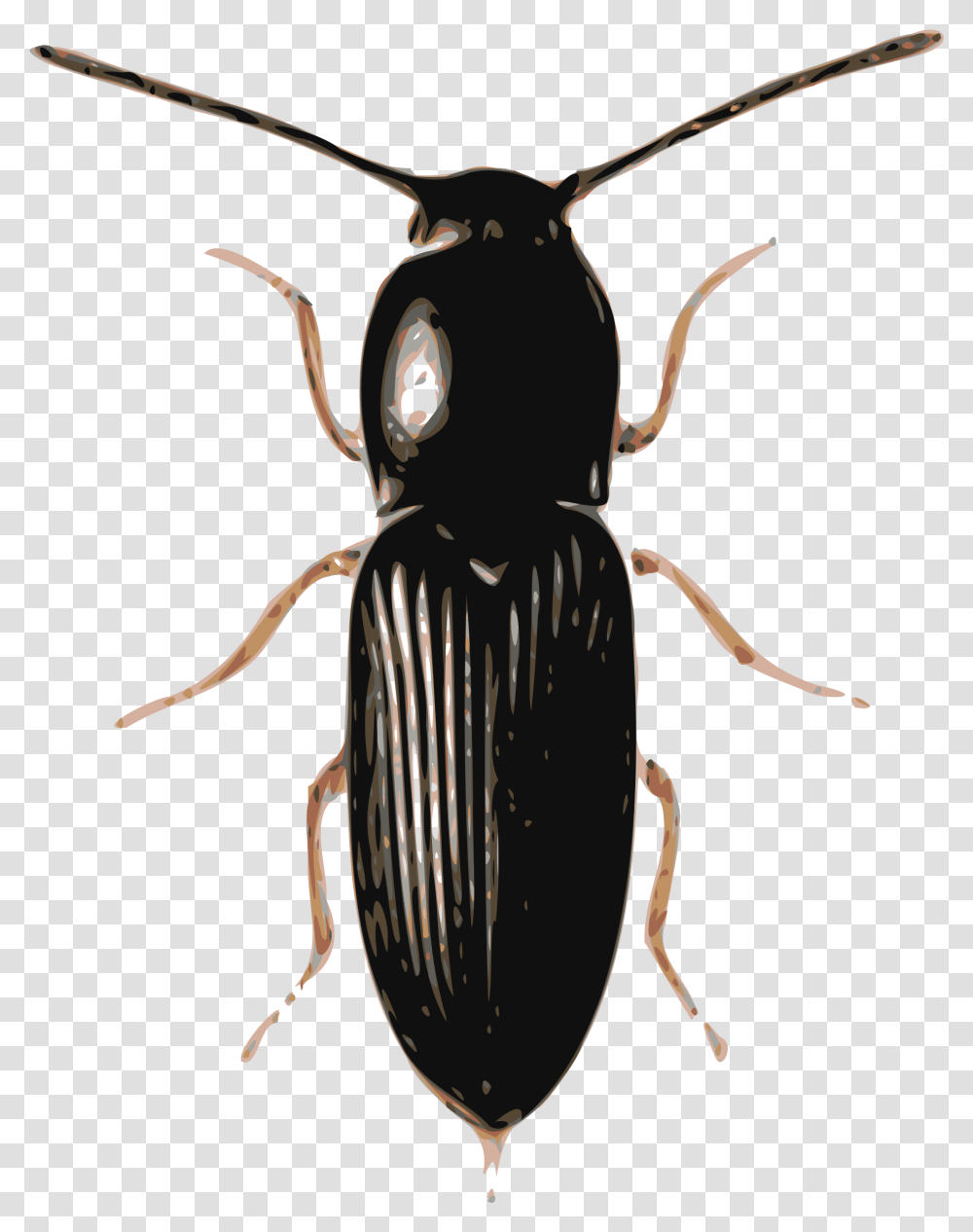 Beetle Bcek, Animal, Invertebrate, Insect, Spider Transparent Png