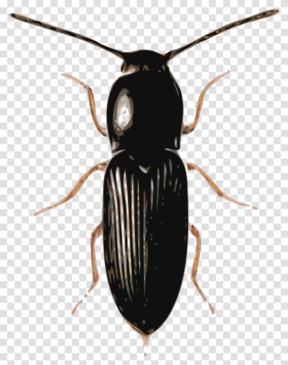 Beetle Beetle Images, Animal, Invertebrate, Insect, Spider Transparent Png
