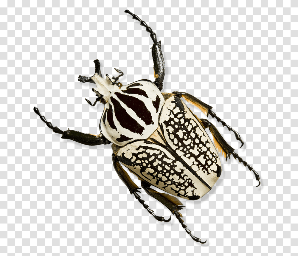 Beetle Black Australian Order Hemiptera, Insect, Invertebrate, Animal, Dung Beetle Transparent Png