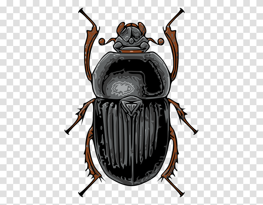 Beetle Black Insect Nature Beetle Bug, Dung Beetle, Invertebrate, Animal Transparent Png