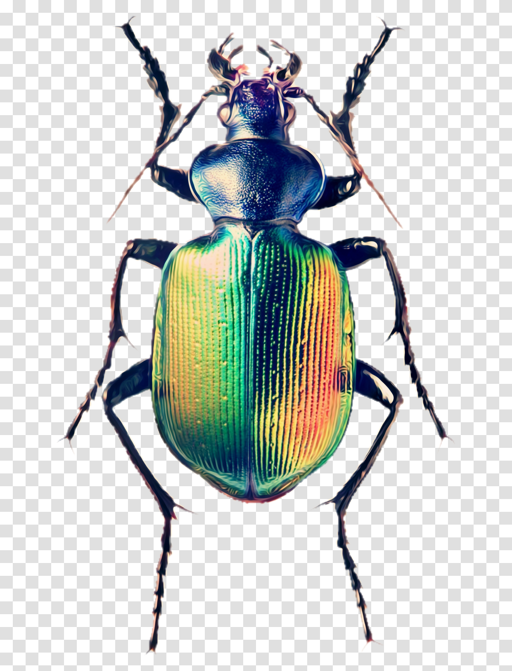 Beetle Bug, Animal, Invertebrate, Insect, Dung Beetle Transparent Png