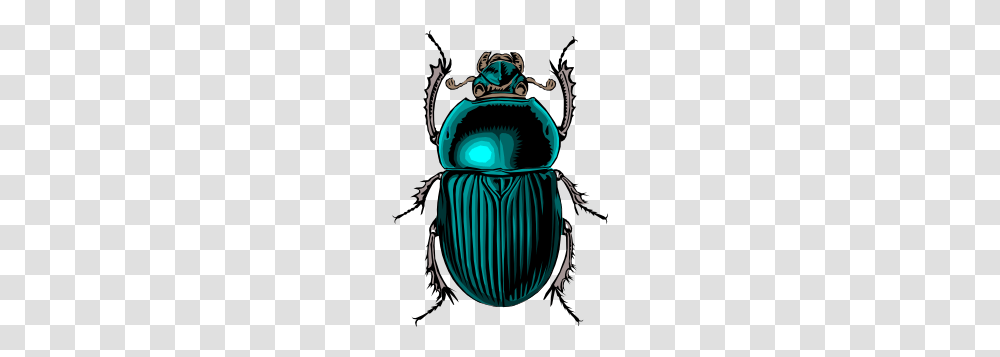 Beetle Bug Clip Art Free Vector, Dung Beetle, Insect, Invertebrate, Animal Transparent Png