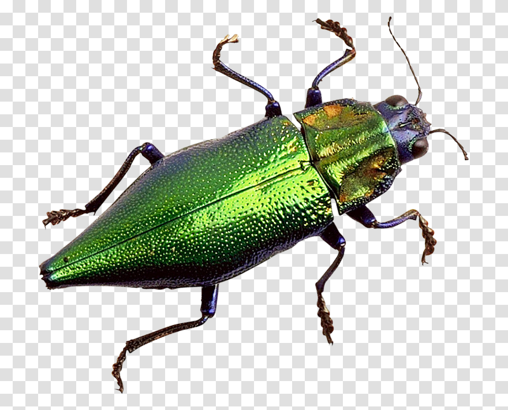 Beetle Bug, Cricket Insect, Invertebrate, Animal, Spider Transparent Png