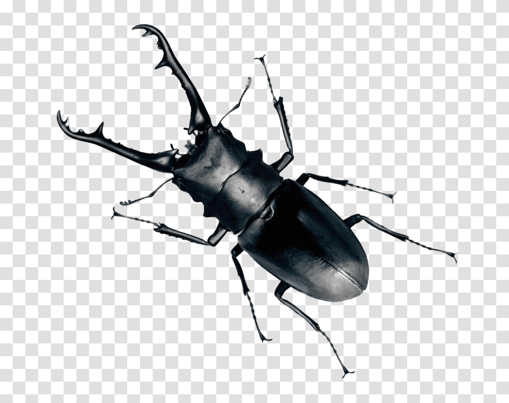 Beetle Bug, Insect, Invertebrate, Animal, Cricket Insect Transparent Png