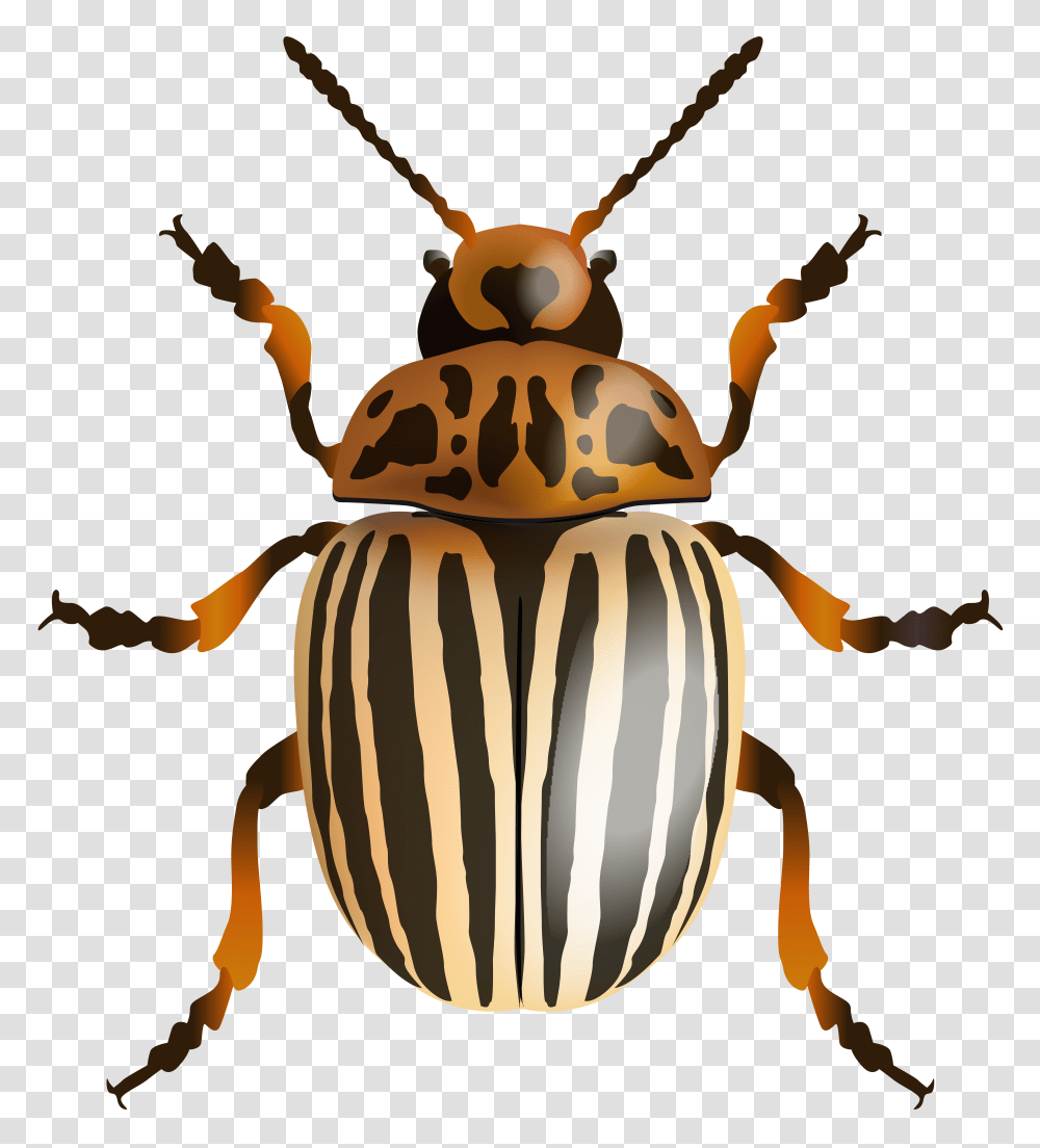 Beetle Clip Art Image, Invertebrate, Animal, Insect, Wasp Transparent Png