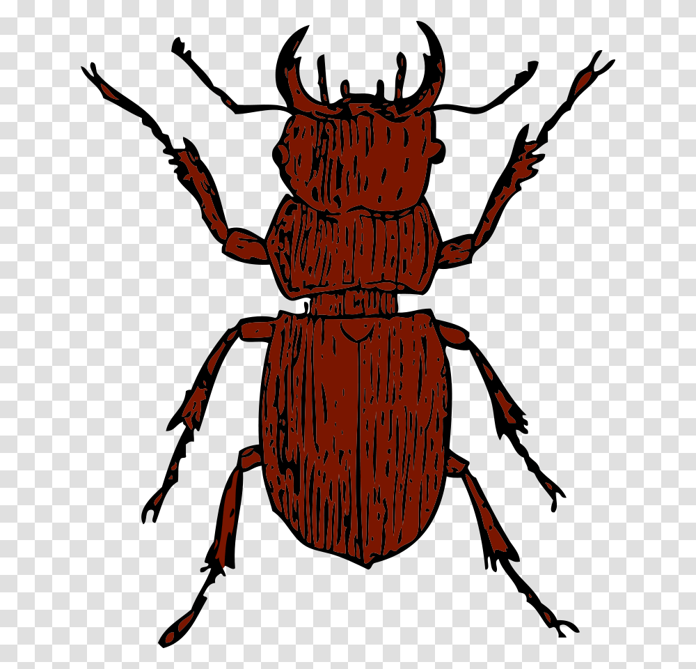 Beetle Clip Art, Insect, Invertebrate, Animal, Dung Beetle Transparent Png