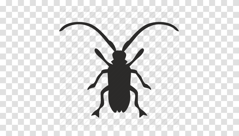 Beetle Clipart Beatle, Insect, Invertebrate, Animal, Cricket Insect Transparent Png