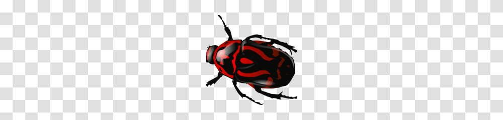 Beetle Clipart, Wasp, Insect, Invertebrate, Animal Transparent Png