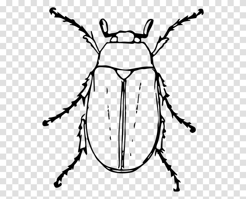 Beetle Drawing Black And White Animal Cockchafer, Gray, World Of Warcraft Transparent Png