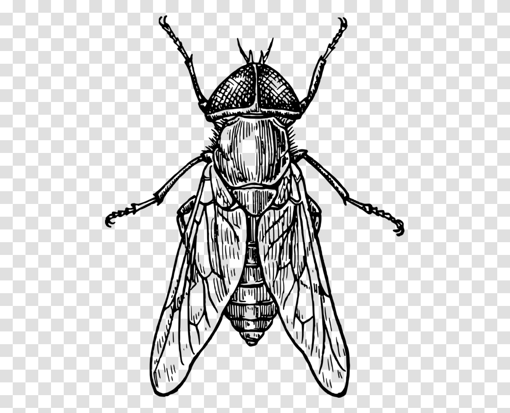 Beetle Drawing Insect Wing Line Art Fly, Gray, World Of Warcraft Transparent Png