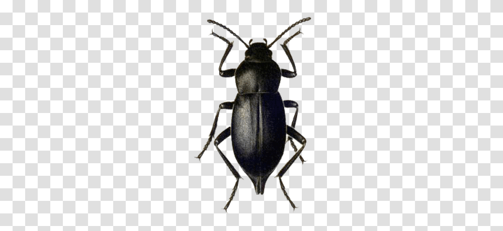 Beetle Green Brown, Animal, Dung Beetle, Insect, Invertebrate Transparent Png