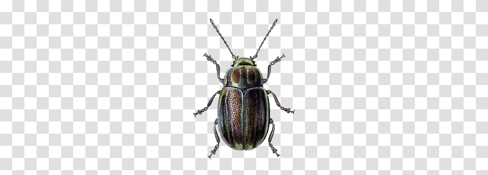 Beetle Green Brown, Animal, Insect, Invertebrate, Dung Beetle Transparent Png