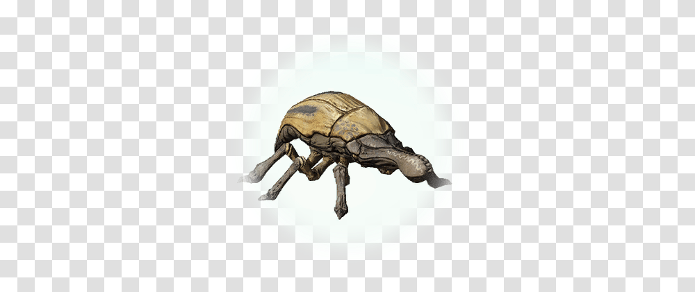 Beetle Icon, Insect, Invertebrate, Animal, Dung Beetle Transparent Png