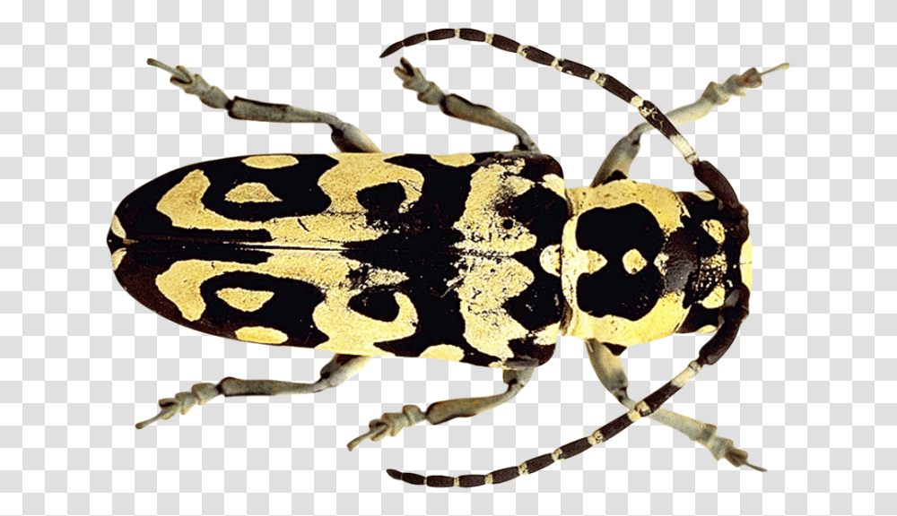Beetle Image Beetles, Animal, Insect, Invertebrate, Reptile Transparent Png