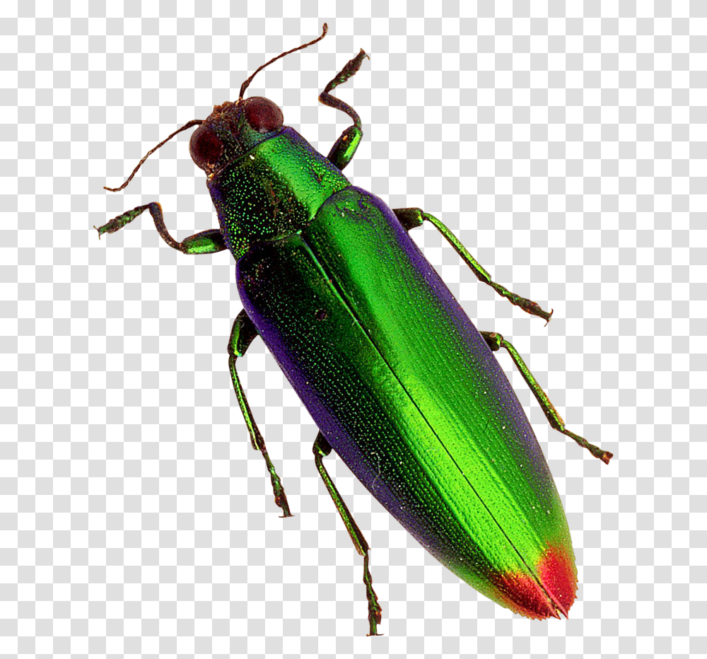 Beetle Image Beetles, Insect, Invertebrate, Animal, Cricket Insect Transparent Png